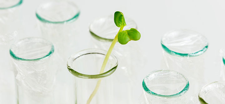 Green sprout in a test tube