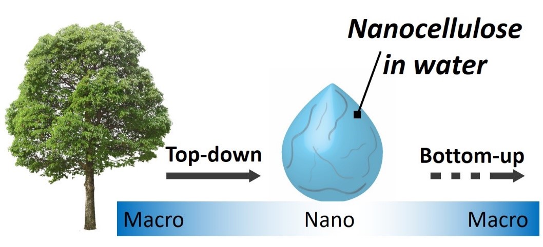 Deconstruction of plants to form nanoparticles as a promising route for the bottom-up manufacturing of sustainable materials. Image: Luiz Greca / Aalto University